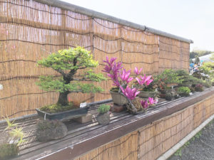 アキニレ 盆栽・日比谷花壇大船フラワーセンター
