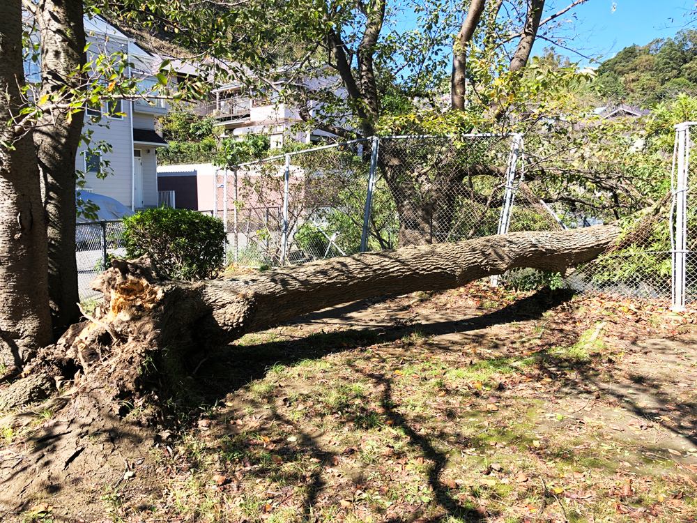 【木が倒れてる～！】2019年台風19号通過翌朝・谷戸池と栄光坂