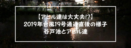 【アヒル達は大丈夫!?】2019年台風19号通過直後の様子・谷戸池とアヒル達