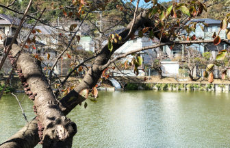 谷戸池の穏やかな秋と生き物たち・栄光坂の工事の様子