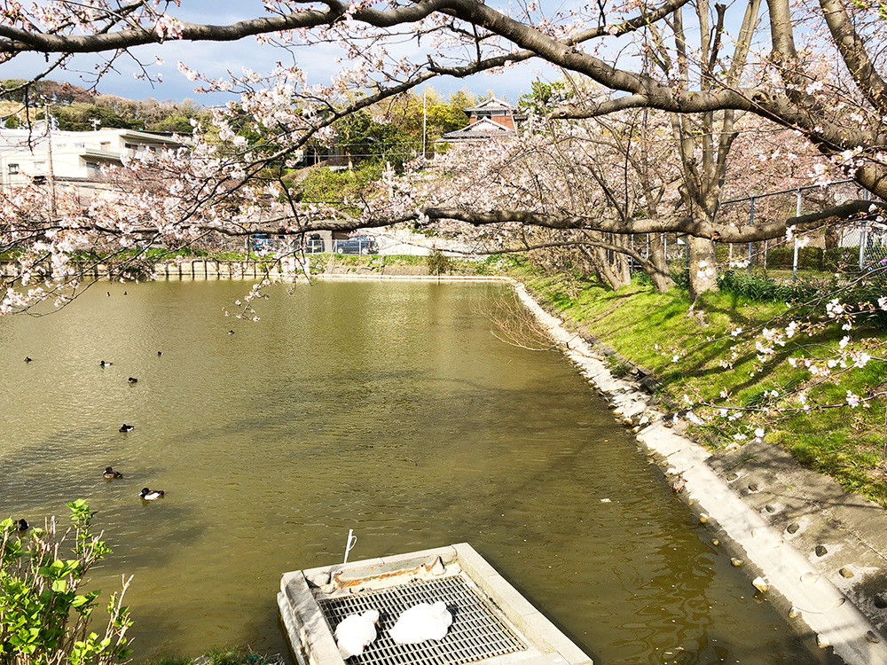 【大船】谷戸池の桜は5分咲きくらい・穏やかな平日の午後