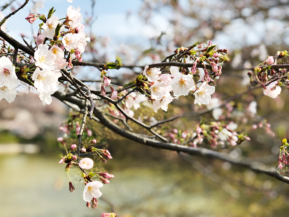 【大船】谷戸池の桜は5分咲きくらい・穏やかな平日の午後