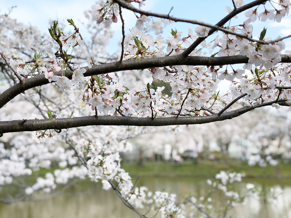 谷戸池の桜