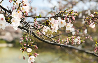 【大船】谷戸池の桜は5分咲きくらい・穏やかな平日の午後に人がいない桜スポット