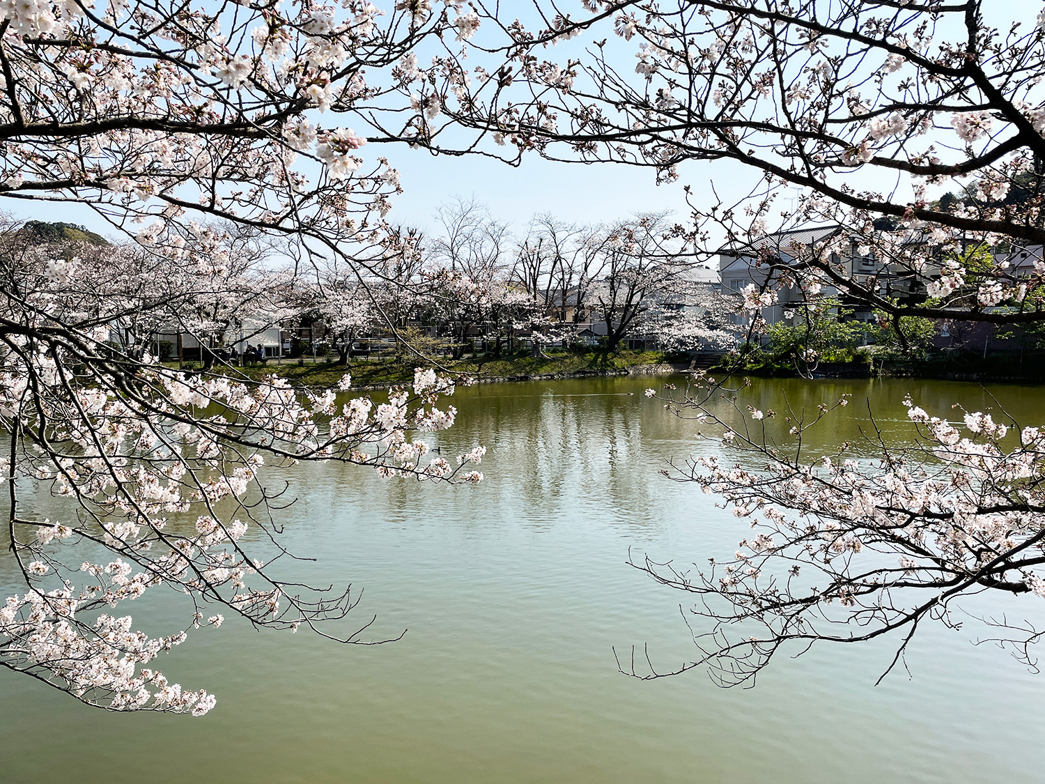 谷戸池の桜20210326