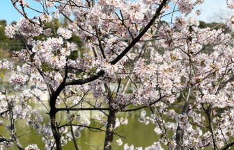 谷戸池の玉繩桜