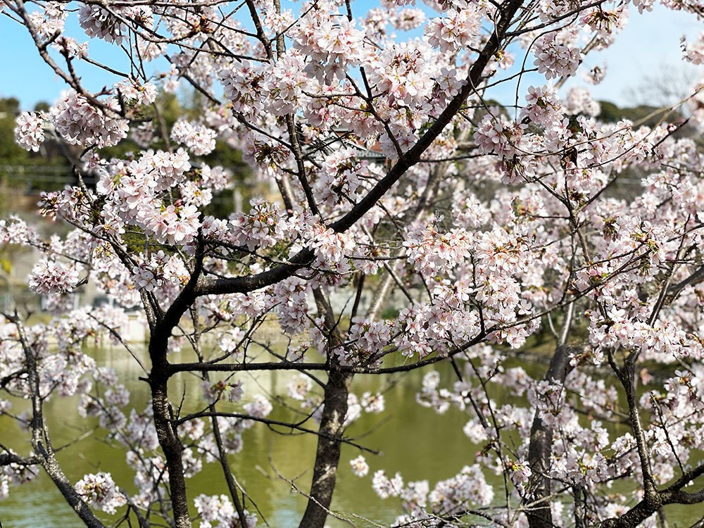 谷戸池の玉繩桜