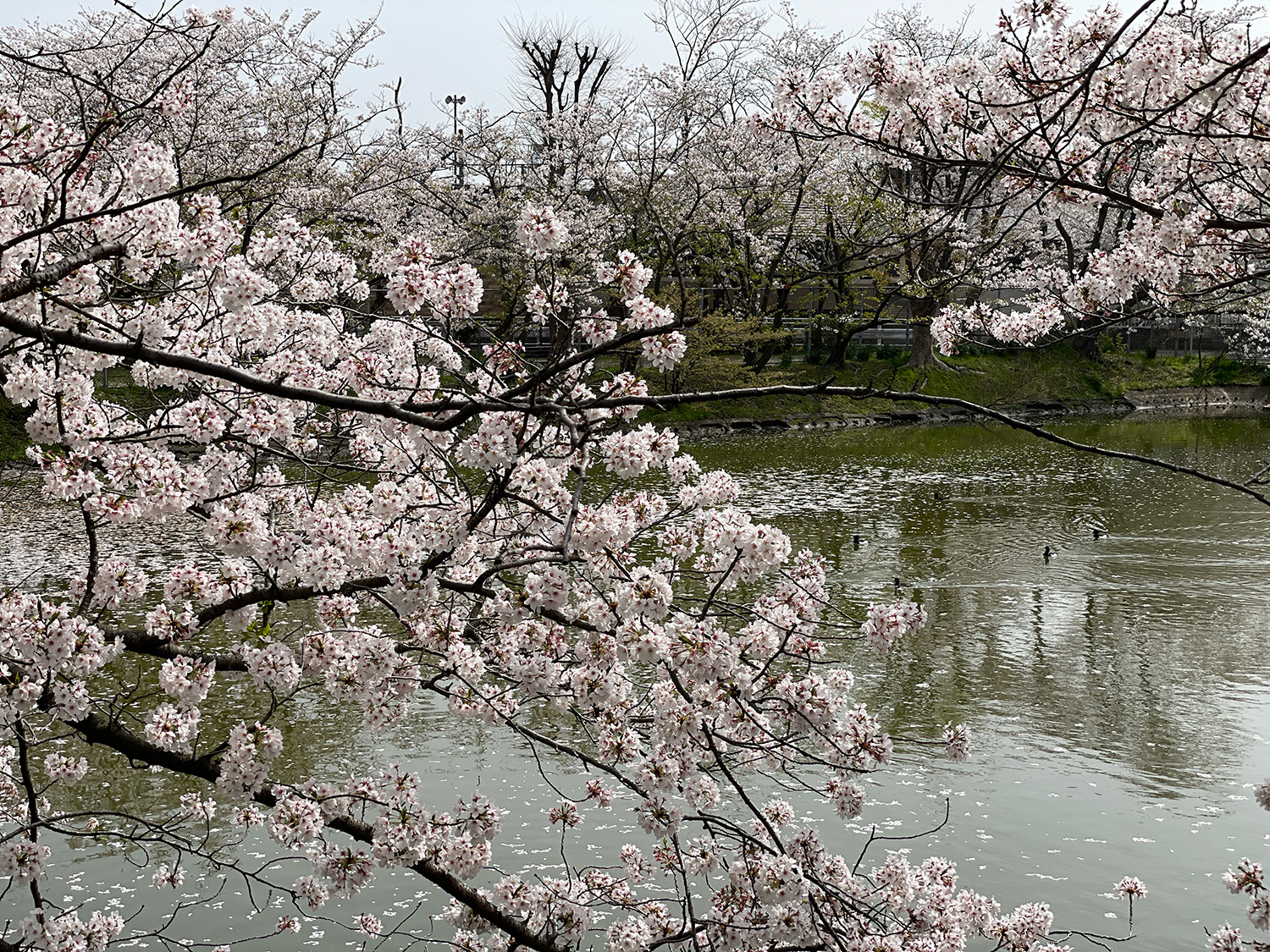 谷戸池の桜20210330