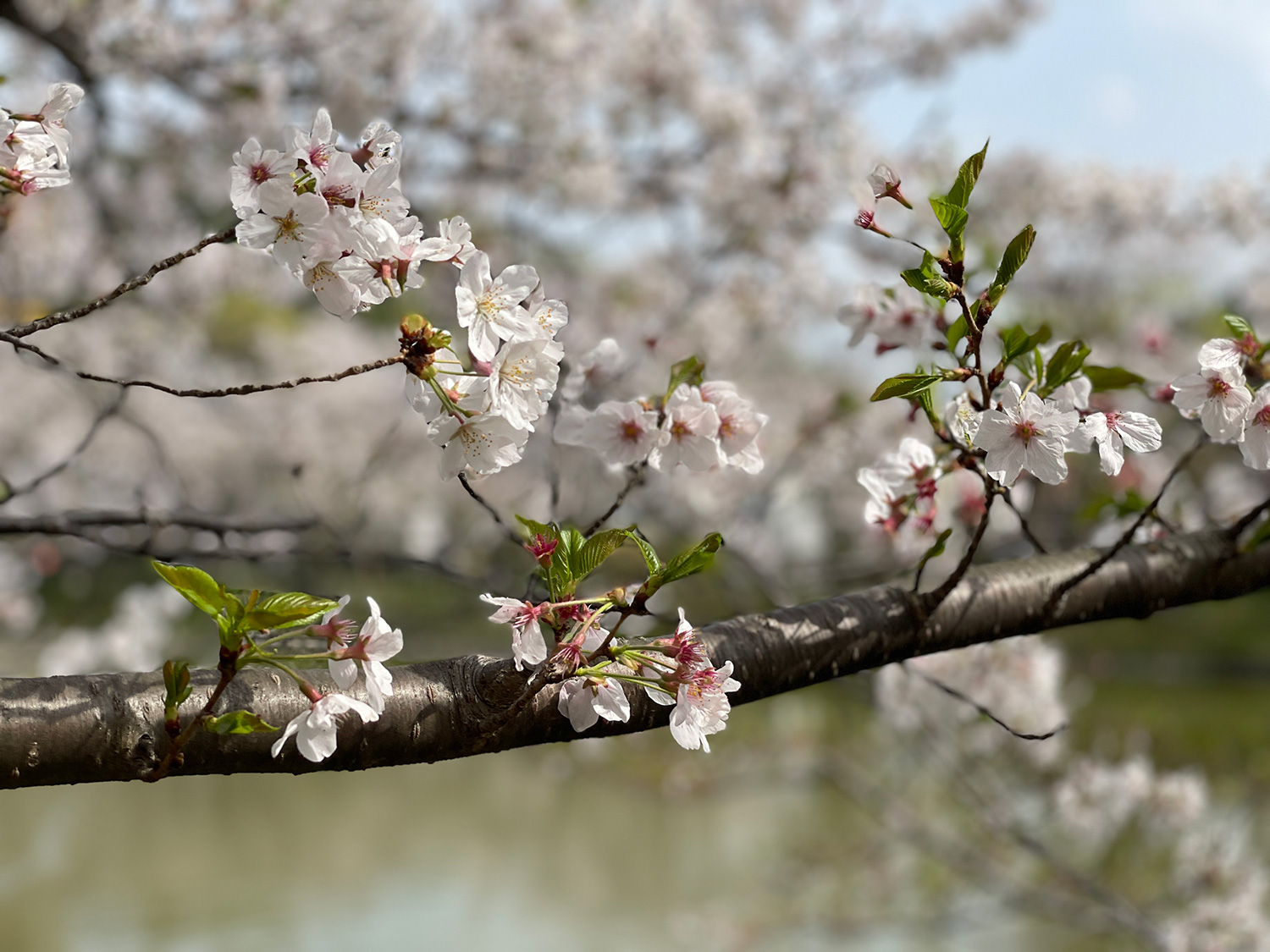 谷戸池の桜20210330