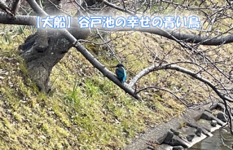 【大船】谷戸池に幸せの青い鳥『初の撮影成功！』