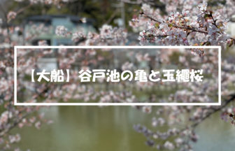 鎌倉市大船谷戸池の亀と玉繩桜